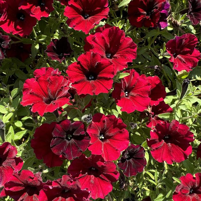 Supertunia&reg; 'Black Cherry&reg;' - Petunia from Milmont Greenhouses