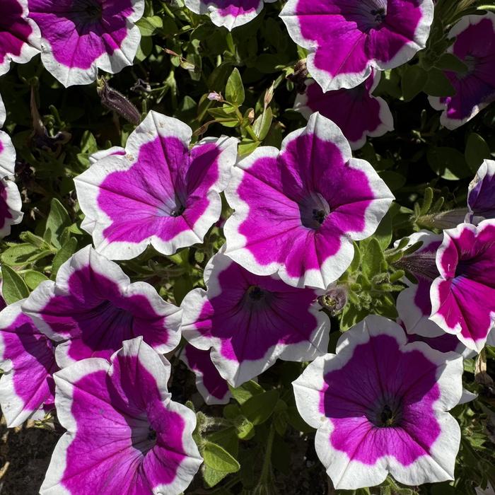 Supertunia&reg; Hoopla&trade; Vivid Orchid - Petunia from Milmont Greenhouses