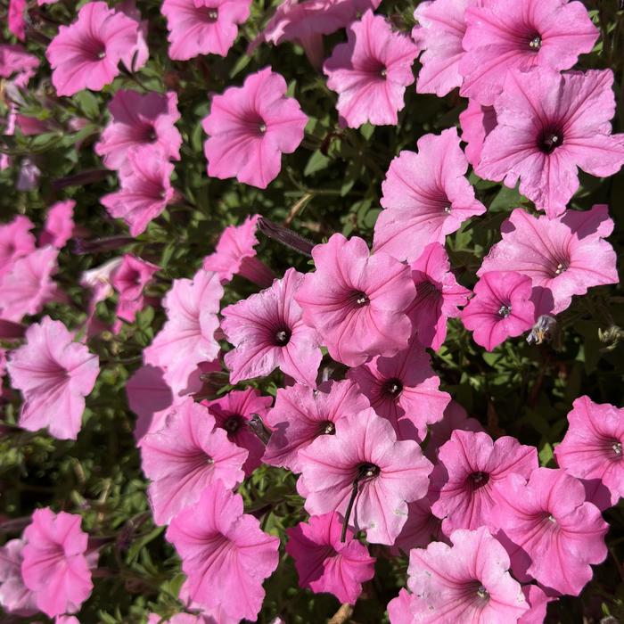 Supertunia Vista&reg; ''Bubblegum&reg;'' - Petunia from Milmont Greenhouses