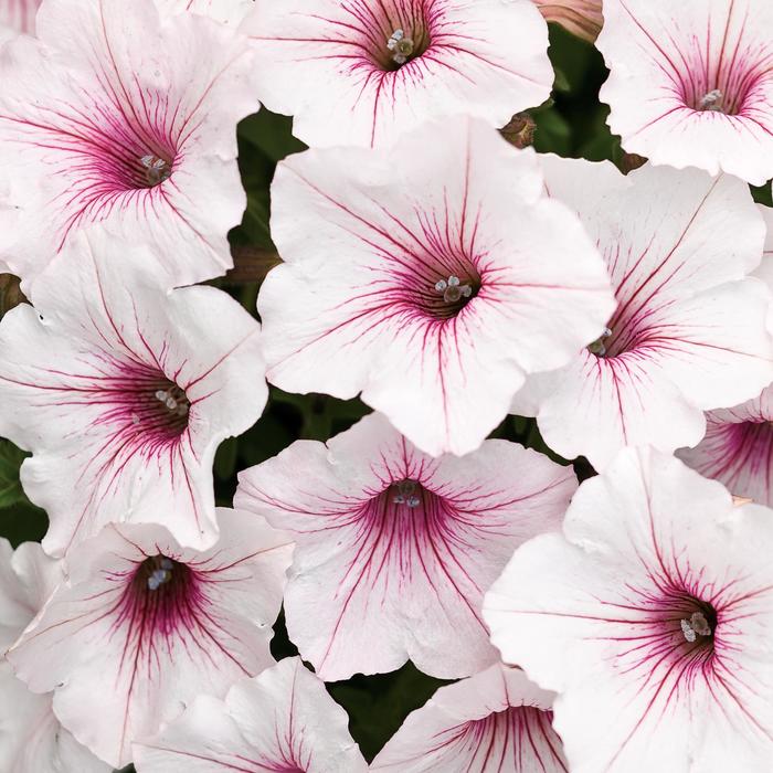 Supertunia Vista&reg; 'Silverberry' - Petunia from Milmont Greenhouses