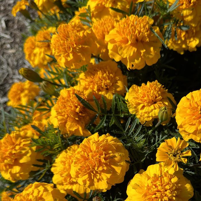 Bonanza 'Gold' - Tagetes patula (French Marigold) from Milmont Greenhouses