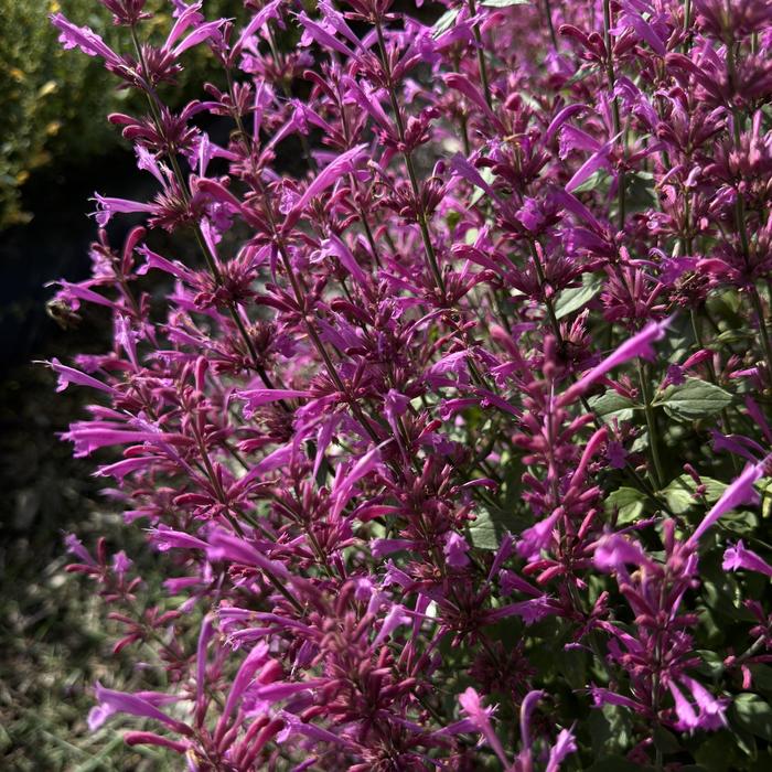 Summerlong&trade; Lilac Mexican Giant Hyssop - Agastache mexicana from Milmont Greenhouses