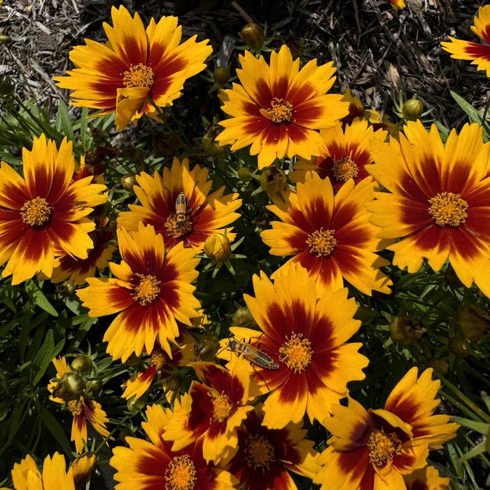 UpTick&trade; 'Gold & Bronze' - Coreopsis (Tickseed) from Milmont Greenhouses