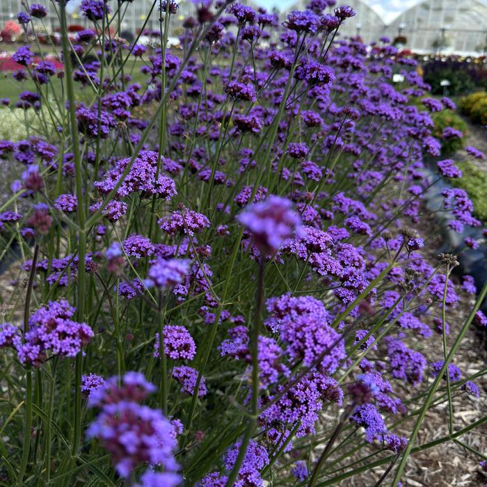 'Vanity' Vervain - Verbena bonariensis from Milmont Greenhouses