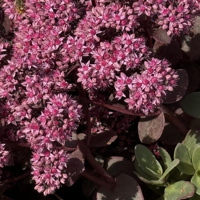 Sunsparkler&reg; 'Cherry Tart' - Sedum (Stonecrop) from Milmont Greenhouses