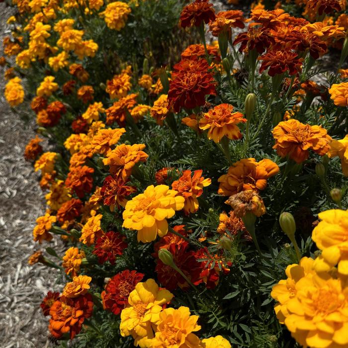 Durango® Mix - Tagetes patula (French Marigold) from Milmont Greenhouses Durango® Mix - Tagetes patula (French Marigold) from Milmont Greenhouses