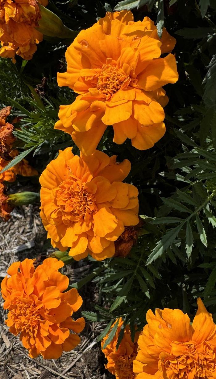 Durango® Orange - Tagetes patula (French Marigold) from Milmont Greenhouses Durango® Orange - Tagetes patula (French Marigold) from Milmont Greenhouses