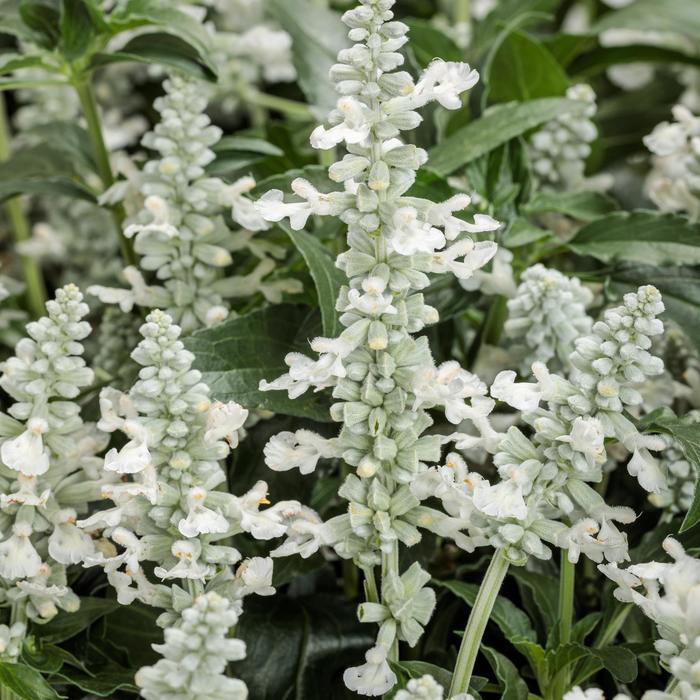 Unplugged&trade; White - Salvia farinacea (Mealycup Sage) from Milmont Greenhouses