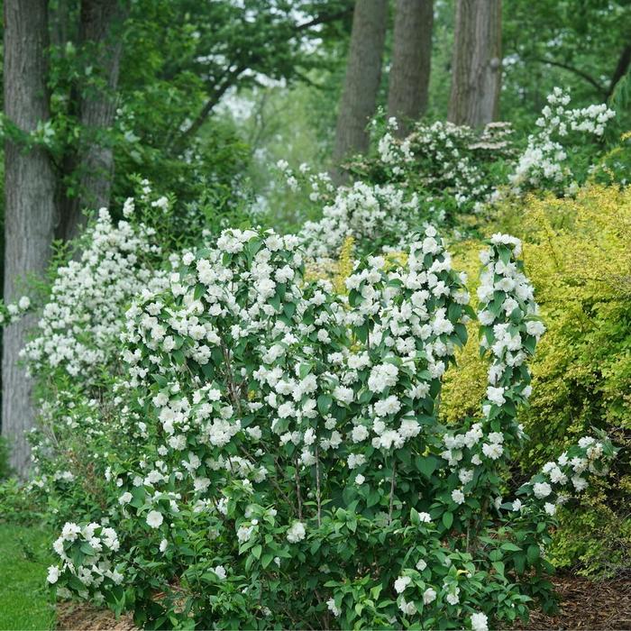Illuminati Spice&reg; Mock Orange - Philadelphus coronarius from Milmont Greenhouses
