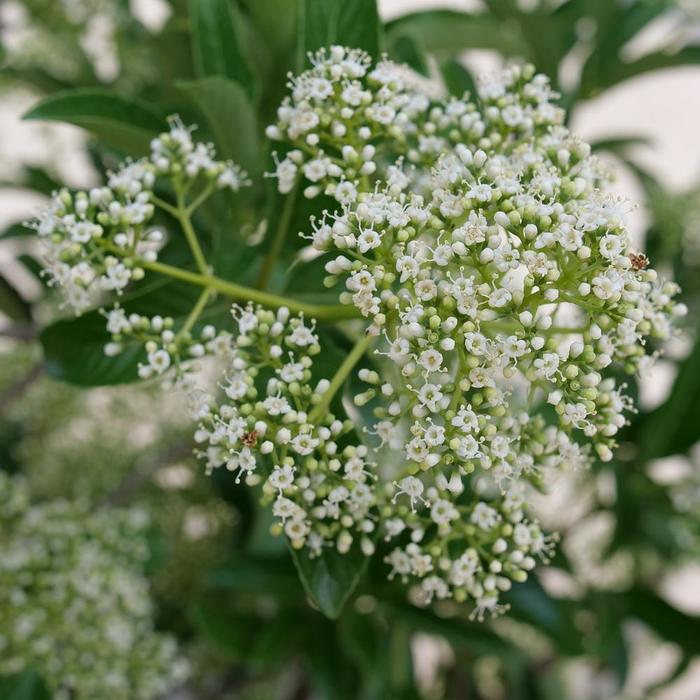 Yardline® - Viburnum x from Milmont Greenhouses Yardline® - Viburnum x from Milmont Greenhouses