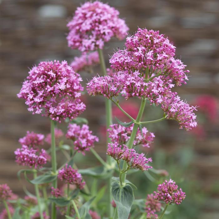 'Pretty Betsy' Red Valerian - Centranthus ruber from Milmont Greenhouses