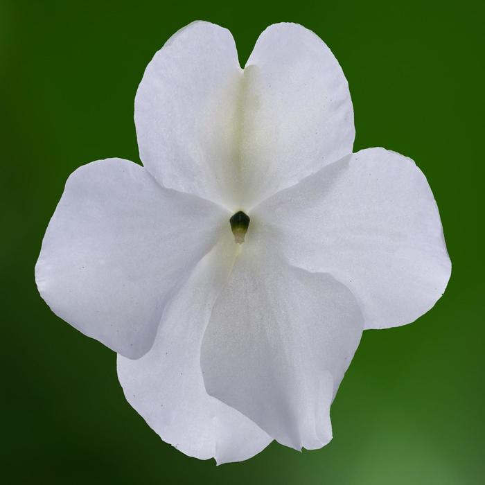 Imara™ XDR White Improved - Impatiens walleriana from Milmont Greenhouses