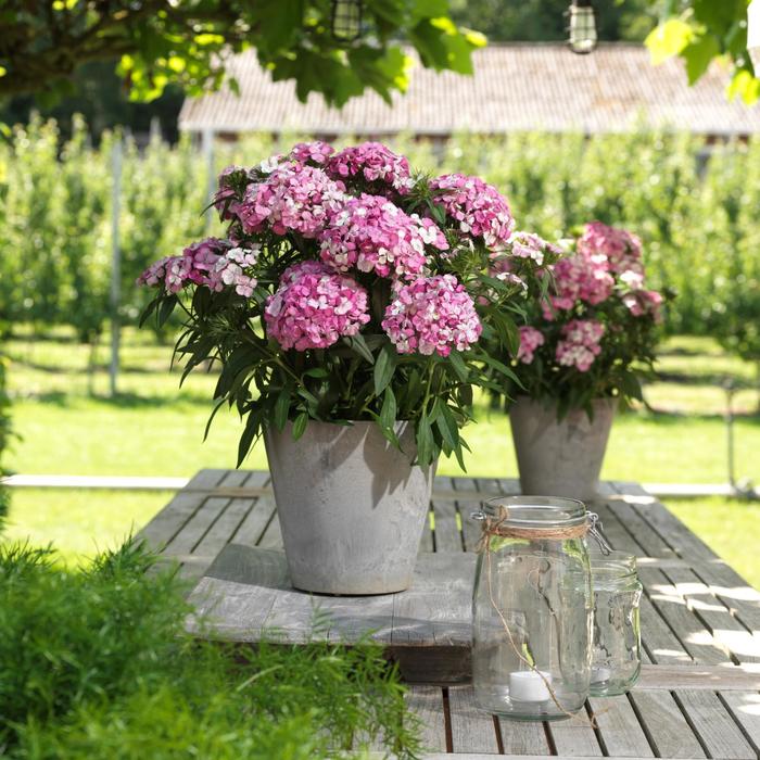 Dart™ Pink Magician - Dianthus barbatus (Sweet William) from Milmont Greenhouses Dart™ Pink Magician - Dianthus barbatus (Sweet William) from Milmont Greenhouses