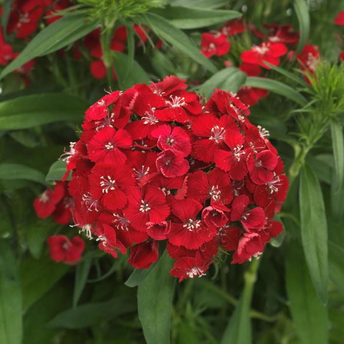 Dart™ Scarlet - Dianthus barbatus (Sweet William) from Milmont Greenhouses Dart™ Scarlet - Dianthus barbatus (Sweet William) from Milmont Greenhouses