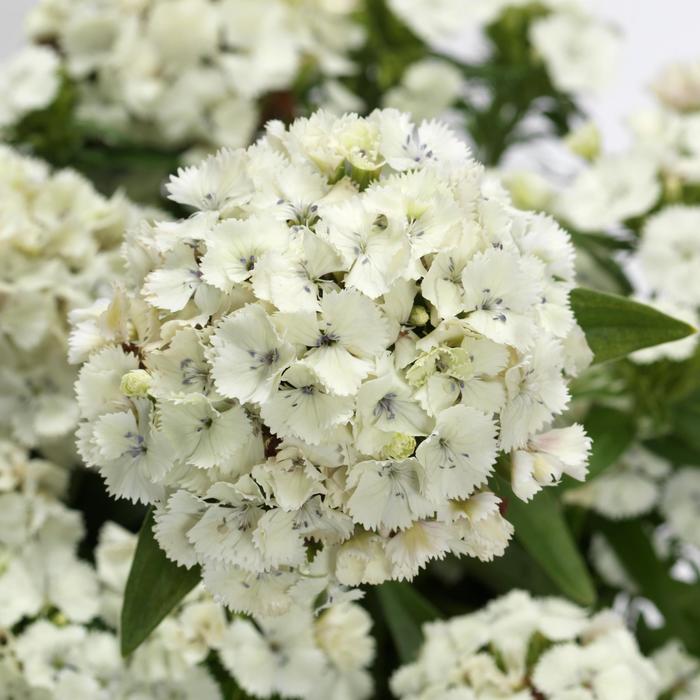 Dart™ White - Dianthus barbatus (Sweet William) from Milmont Greenhouses Dart™ White - Dianthus barbatus (Sweet William) from Milmont Greenhouses