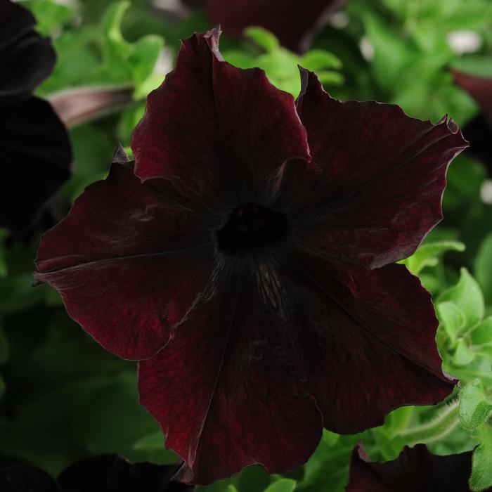 Sophistica® 'Blackberry' - Petunia from Milmont Greenhouses Sophistica® 'Blackberry' - Petunia from Milmont Greenhouses