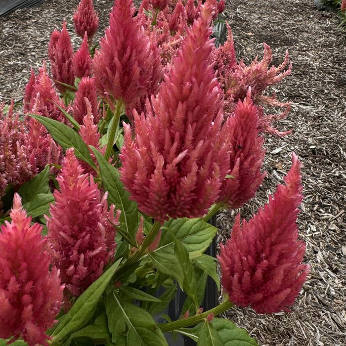 'Castle Pink' Cockscomb - Celosia argentea from Milmont Greenhouses 'Castle Pink' Cockscomb - Celosia argentea from Milmont Greenhouses