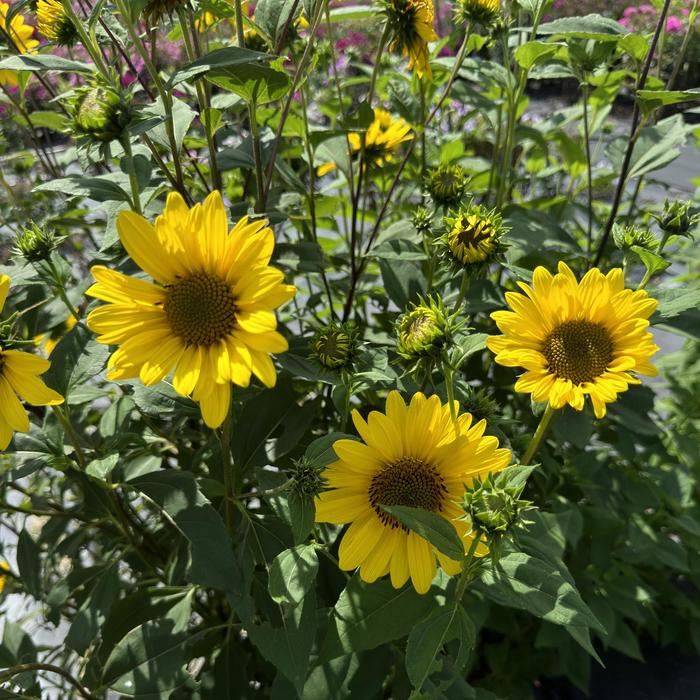 'Suncatcher' Sunflower - Helianthus from Milmont Greenhouses