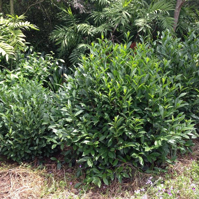 Brew-Tea-Ful™ Tea - Camellia sinensis from Milmont Greenhouses Brew-Tea-Ful™ Tea - Camellia sinensis from Milmont Greenhouses