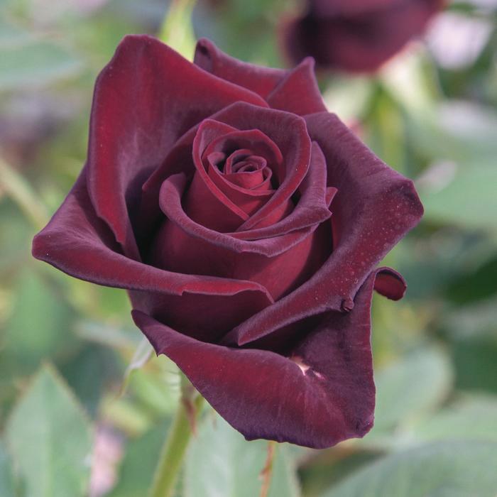 Black Baccara&reg; Hybrid Tea Rose - Rosa from Milmont Greenhouses