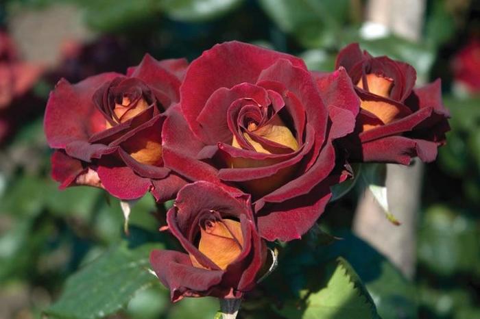 'Dark Night&trade;' Rose - Rosa from Milmont Greenhouses