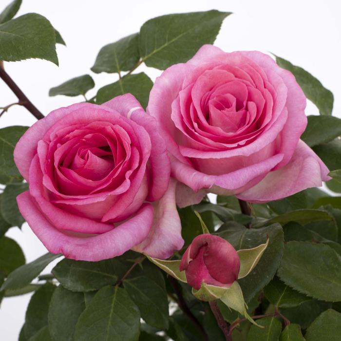 Eleganza&reg; 'Beverly&trade;' - Rosa (Hybrid Tea Rose) from Milmont Greenhouses