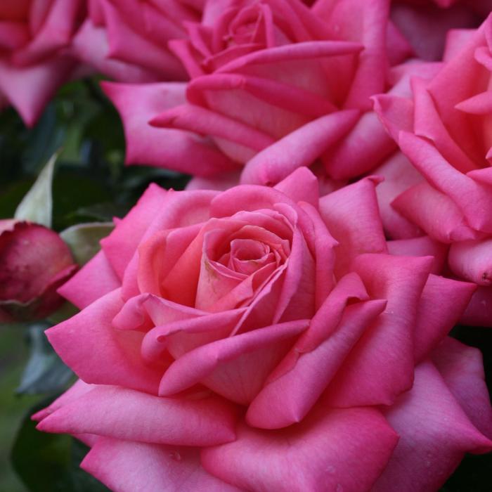 Eleganza&reg; 'Wedding Bells&trade;' - Rosa (Hybrid Tea Rose) from Milmont Greenhouses
