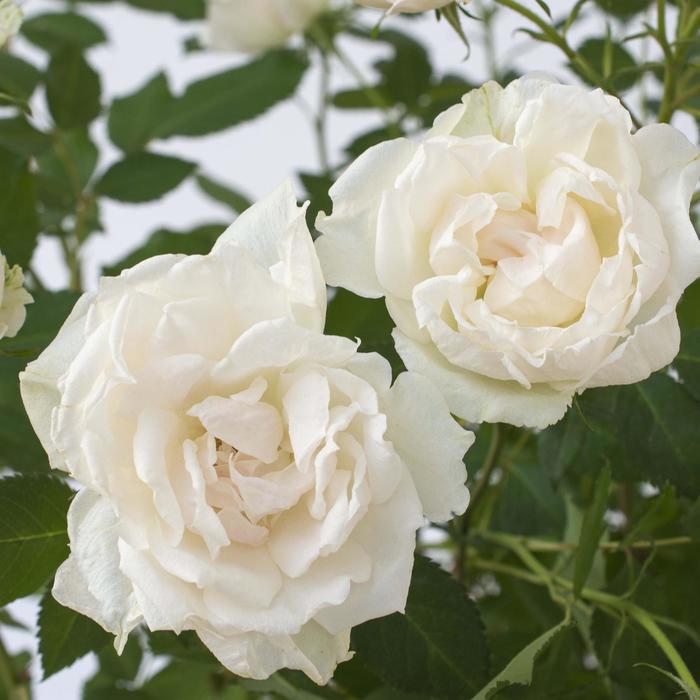 'Icecap™' Rose - Rosa from Milmont Greenhouses