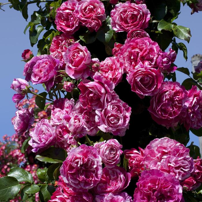 Raspberry Cream Twirl&trade; Rose - Rosa from Milmont Greenhouses