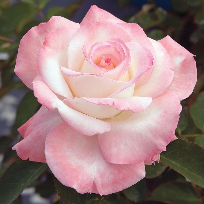 Secret&trade; Rose - Rosa from Milmont Greenhouses