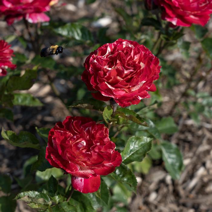 Winning Streak&trade; Rose - Rosa from Milmont Greenhouses