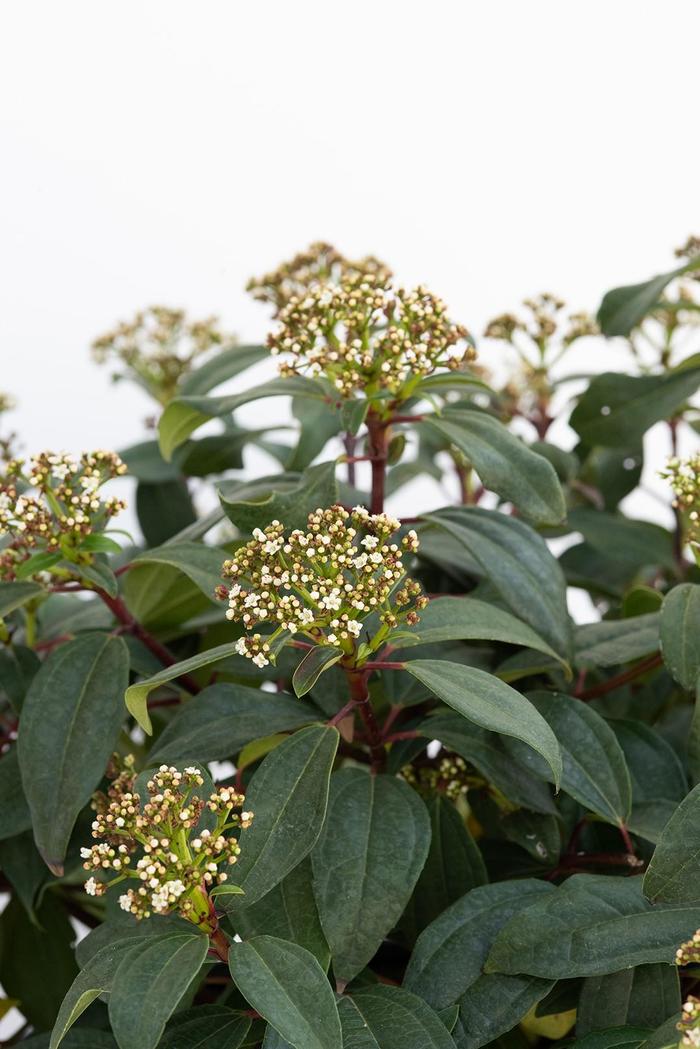 Moonlit Lace® - Viburnum from Milmont Greenhouses