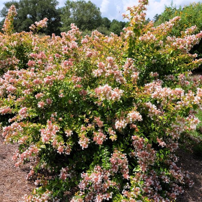 Peach Perfection&reg; - Abelia from Milmont Greenhouses