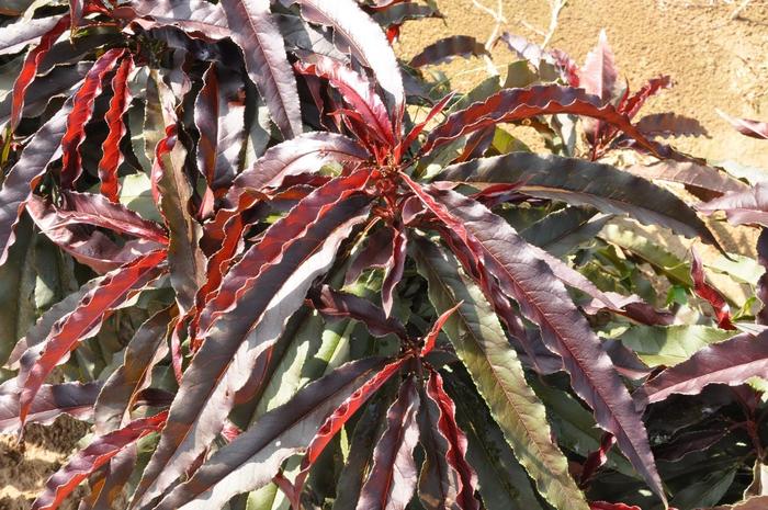 Ruby Ruffle® Patio Peach - Prunus persica from Milmont Greenhouses Ruby Ruffle® Patio Peach - Prunus persica from Milmont Greenhouses
