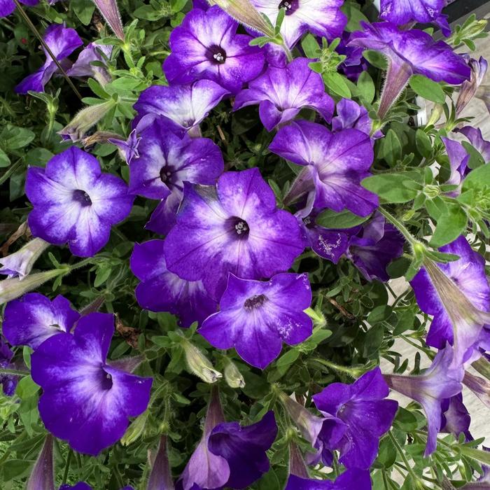 Supertunia Tiara&reg; Blue - Petunia from Milmont Greenhouses