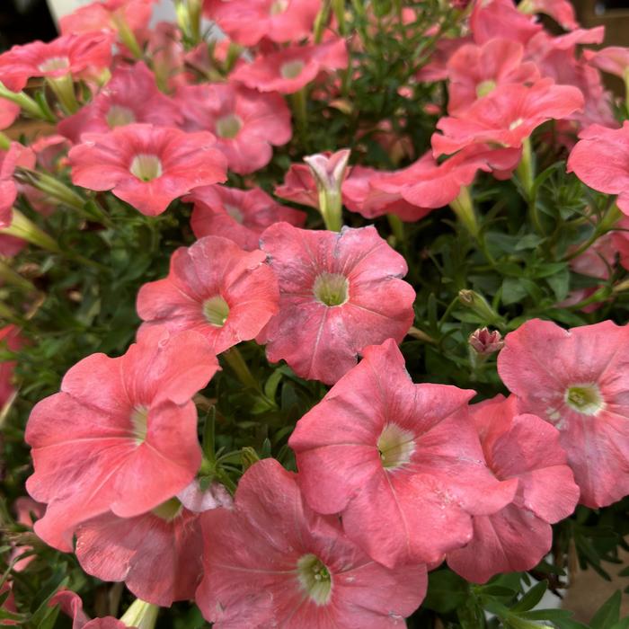 Supertunia&reg; ''Bermuda Beach&reg;'' - Petunia from Milmont Greenhouses
