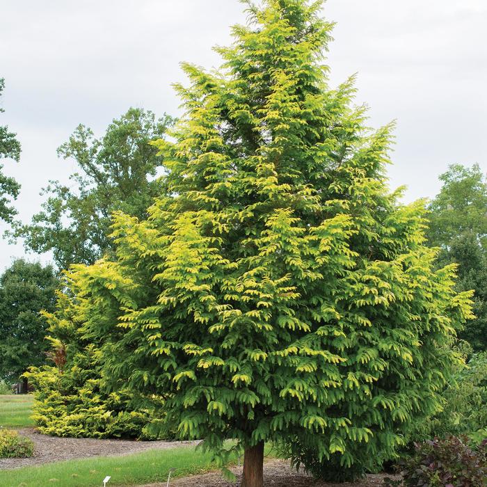 'Amber Glow™' Dawn Redwood - Metasequoia glyptostroboides from Milmont Greenhouses 'Amber Glow™' Dawn Redwood - Metasequoia glyptostroboides from Milmont Greenhouses