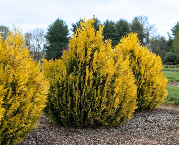 Forever Goldy™ Giant Arborvitae - Thuja plicata from Milmont Greenhouses Forever Goldy™ Giant Arborvitae - Thuja plicata from Milmont Greenhouses