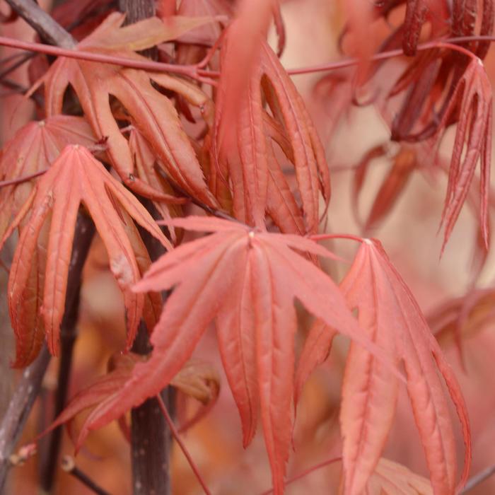 'Emperor 1®' Japanese Maple - Acer palmatum from Milmont Greenhouses 'Emperor 1®' Japanese Maple - Acer palmatum from Milmont Greenhouses