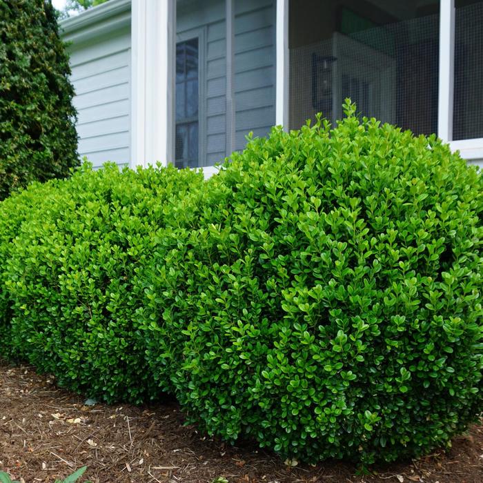 'NewGen Freedom®' Boxwood - Buxus from Milmont Greenhouses