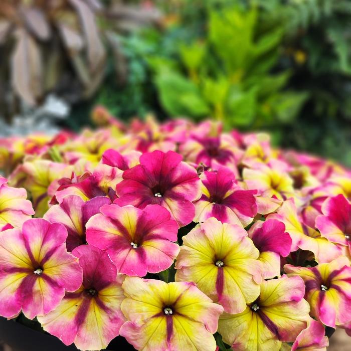 Shake&trade; Raspberry - Petunia from Milmont Greenhouses