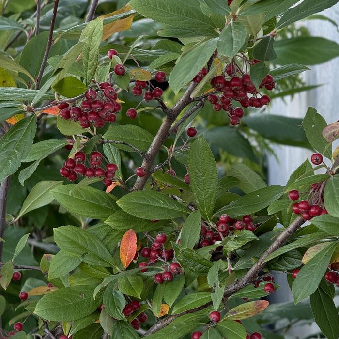 ''Brilliantissima'' Red Chokeberry - Aronia arbutifolia from Milmont Greenhouses