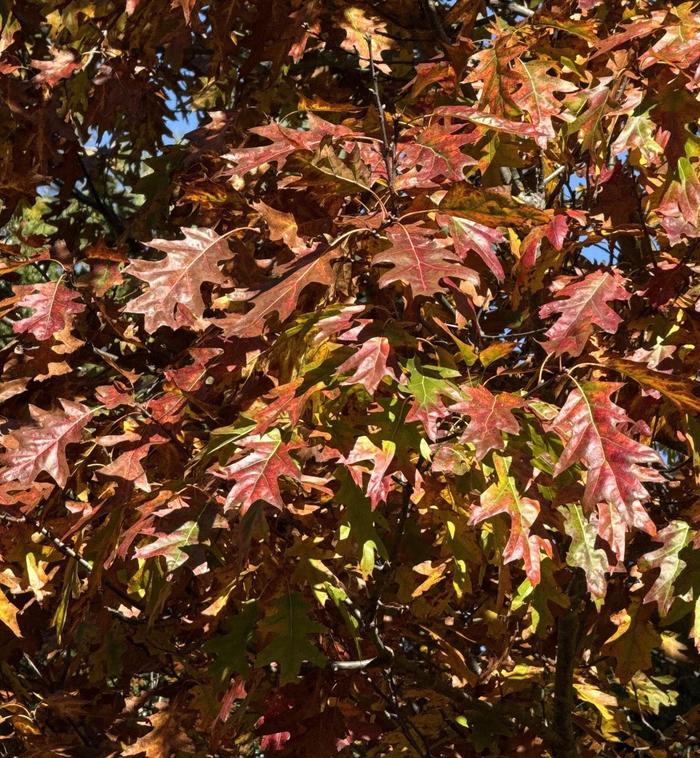 Northern Red Oak - Quercus rubra from Milmont Greenhouses Northern Red Oak - Quercus rubra from Milmont Greenhouses
