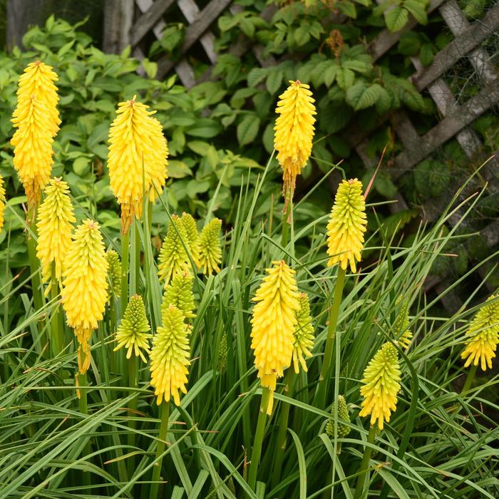 Pyromania&trade; 'Solar Flare' - Kniphofia (Red Hot Poker) from Milmont Greenhouses