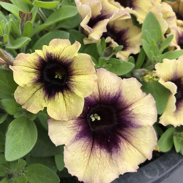 Surfinia&reg; 'Heavenly Blueberries and Cream' - Petunia from Milmont Greenhouses