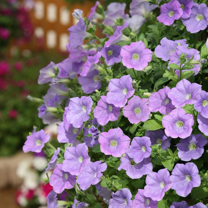 Surfinia&reg; Trailing Sky Blue - Petunia from Milmont Greenhouses