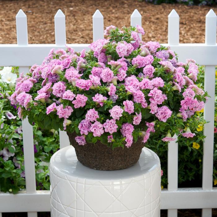 Surfinia&reg; Summer Double&trade; Pink - Petunia from Milmont Greenhouses