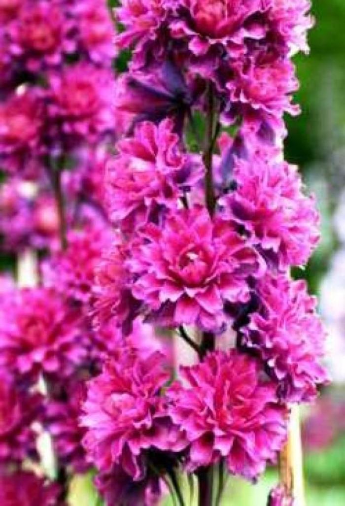 'Highlander Flamenco' Candle Larkspur - Delphinium elatum from Milmont Greenhouses
