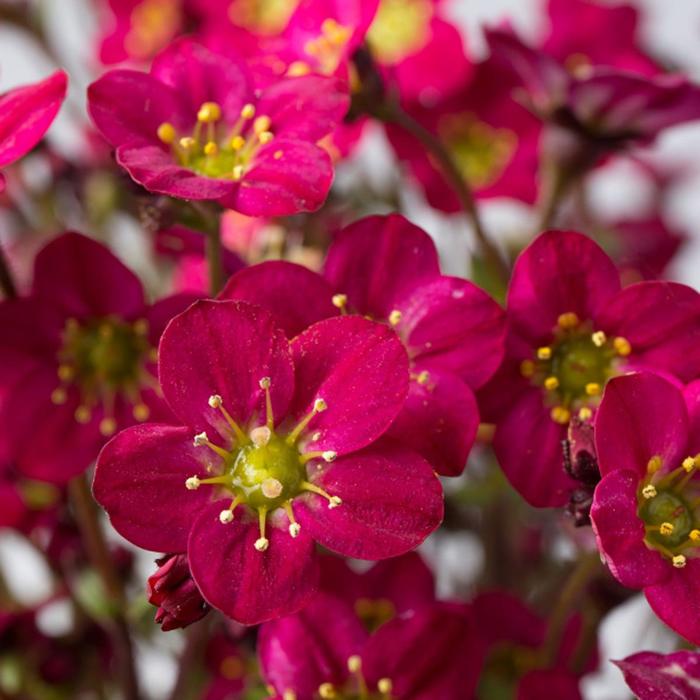 Marto&trade; Hot Rose Rockfoil - Saxifraga x arendsii from Milmont Greenhouses