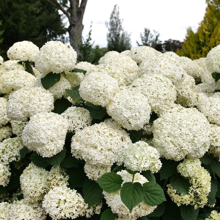 Incredball Storm Proof™ - Hydrangea arborescens from Milmont Greenhouses